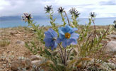 Blue Poppy